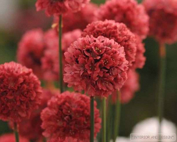 Armeria - svijetli buket u vašem vrtu