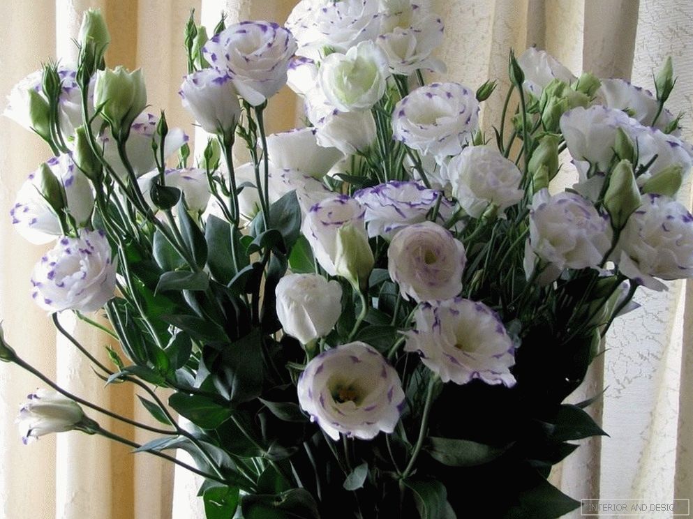 Bouquet bijelih eustomas