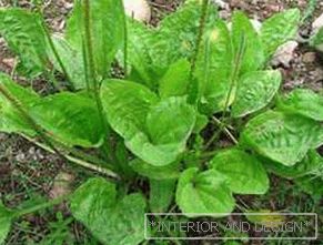 Korovi u vrtu: vrste, nazivi i fotografije